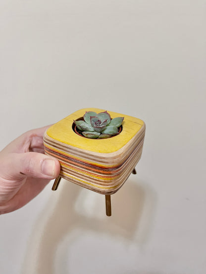 Succulent Pots 多肉植物小盆器