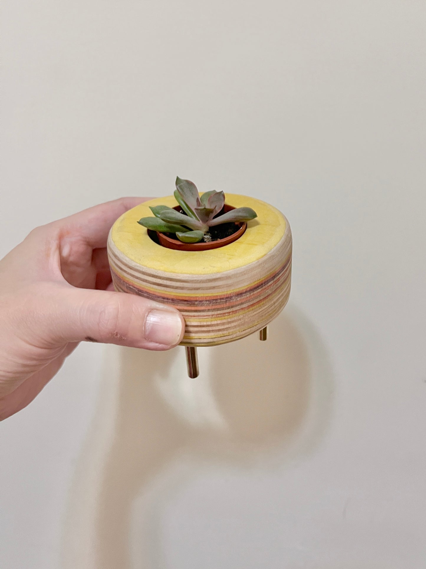 Succulent Pots 多肉植物小盆器