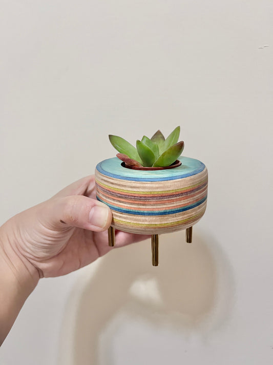 Succulent Pots 多肉植物小盆器