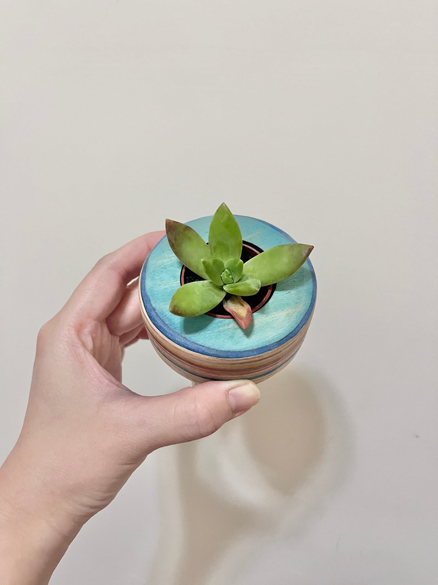 Succulent Pots 多肉植物小盆器