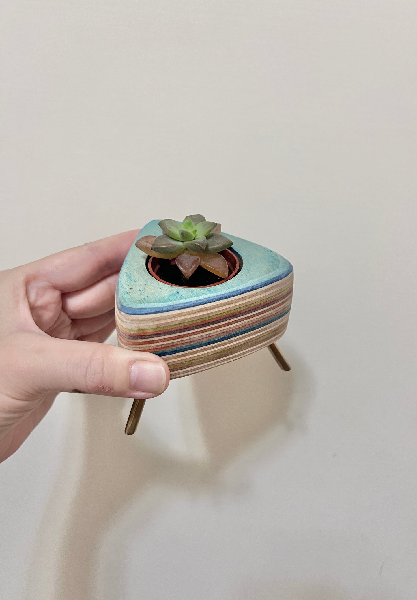 Succulent Pots 多肉植物小盆器