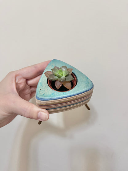 Succulent Pots 多肉植物小盆器