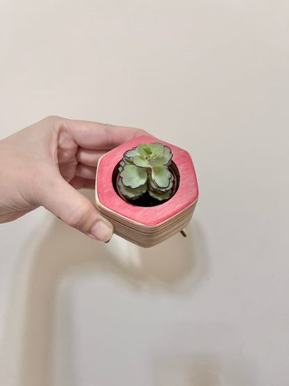 Succulent Pots 多肉植物小盆器