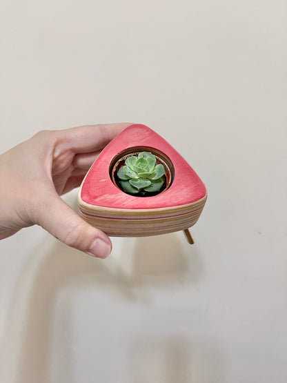 Succulent Pots 多肉植物小盆器