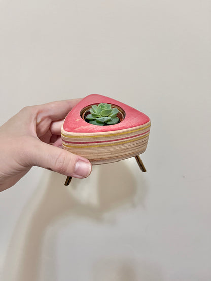 Succulent Pots 多肉植物小盆器