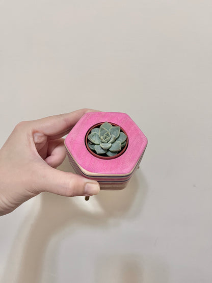 Succulent Pots 多肉植物小盆器