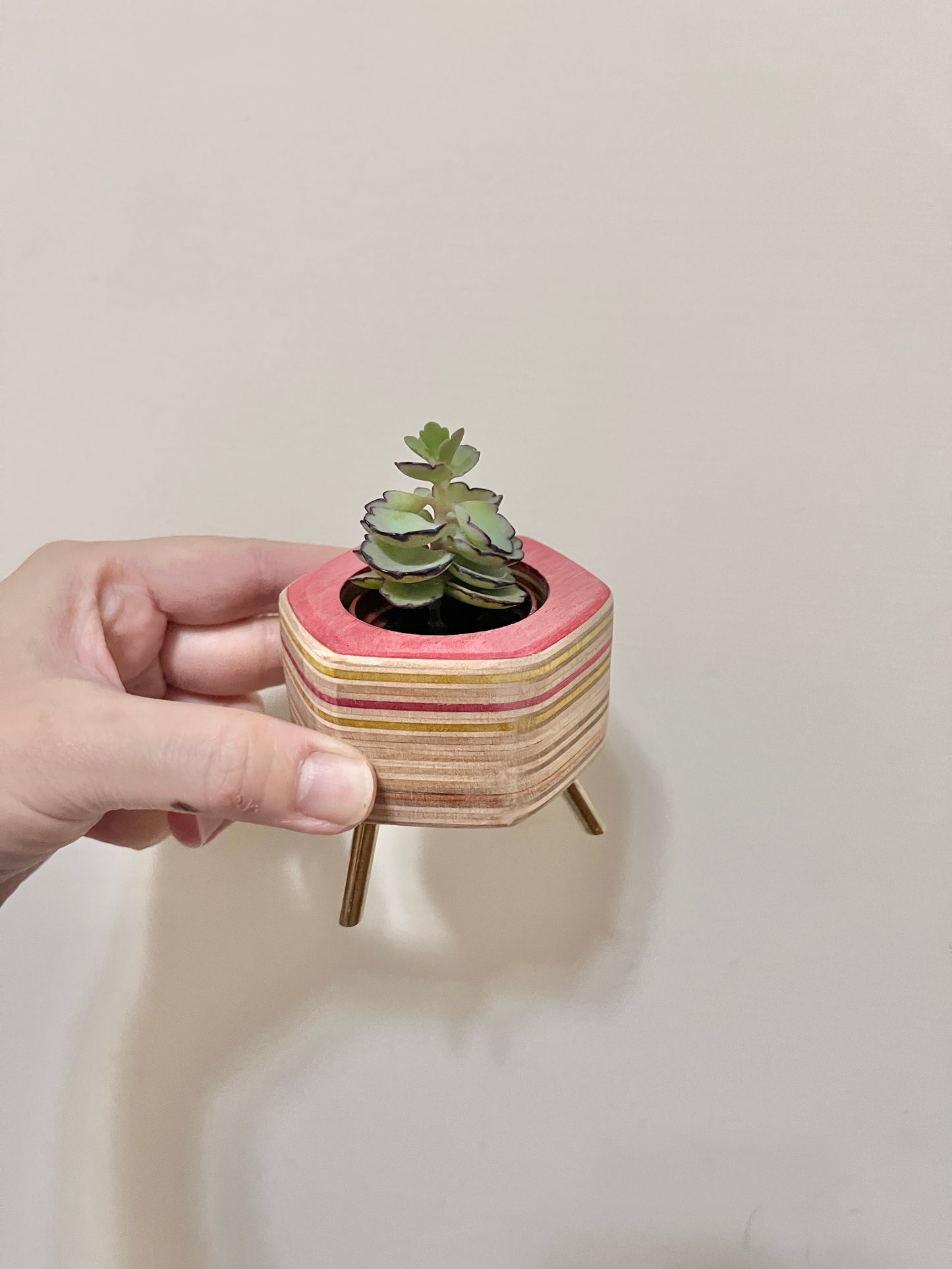 Succulent Pots 多肉植物小盆器