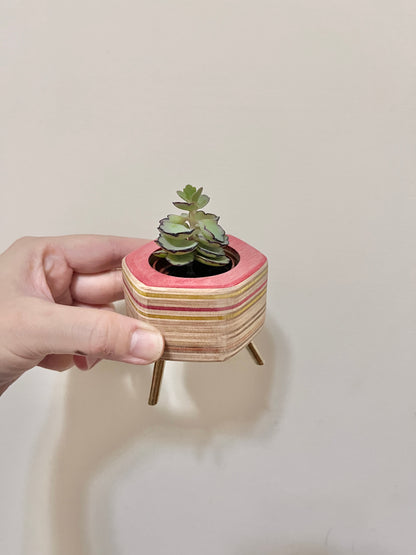 Succulent Pots 多肉植物小盆器